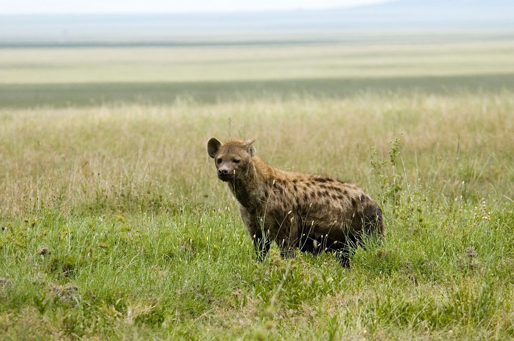 Serengeti Spotted Hyana.jpg - Spotted Hyena (Crocuta crocuta), Tanzania March 2006
